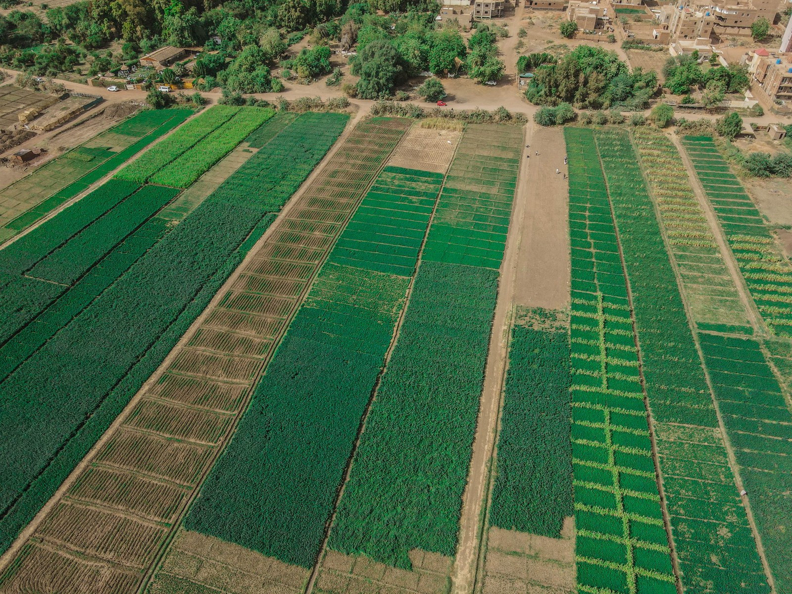 An aerial view of long cultivated green and brown plots beside trees and buildings.