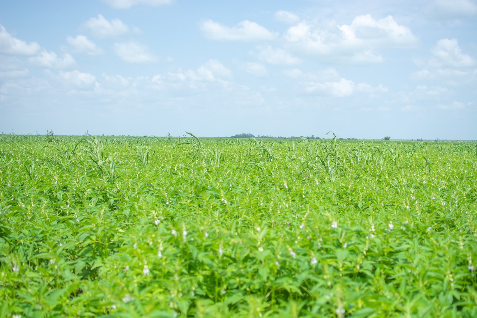 A green sesame field stretches to a low horizon beneath a pale blue sky with clouds.